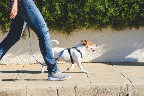 Blog Image: Try Walking Your Dog When You Notice a Food Craving Blog Image: Try Walking Your Dog When You Notice a Food Craving