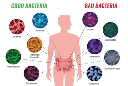 Blog Image: Beneficial Gut Bacteria for Metabolic Health