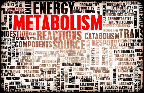Blog Image: Metabolism Plays a Critical Role in Long Term Weight Loss Blog Image: Metabolism Plays a Critical Role in Long Term Weight Loss