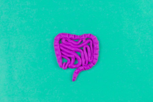 Blog Image: Can Gut Microbes Induce Weight Gain?