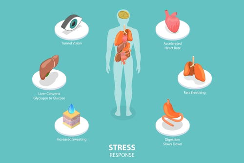 Blog Image: Understanding Stress’s Role in Fat Metabolism Blog Image: Understanding Stress’s Role in Fat Metabolism