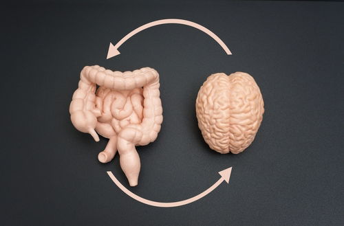 Blog Image: Gut Brain Role for Fat Storage