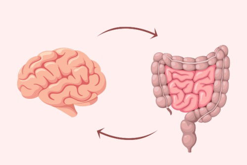 Blog Image: Gut Brain Axis at the Core of Metabolism