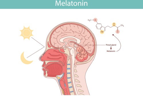 Blog Image: Late Night Dinners Disrupt Melatonin Signals