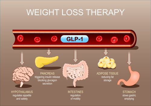 Blog Image: Do GLP-1 Meds Restore Balance in Metabolic Pathways?