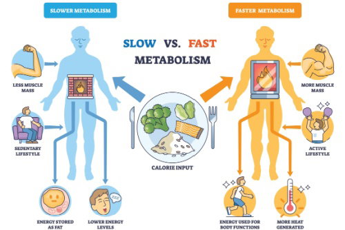 Blog Image: Why Focus on When You Eat What.. for Weight Loss?