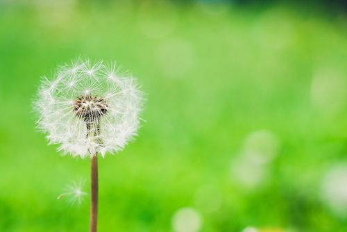Blog Image: Dandelions Can Enhance the Elimination of Fatty Acids Blog Image: Dandelions Can Enhance the Elimination of Fatty Acids