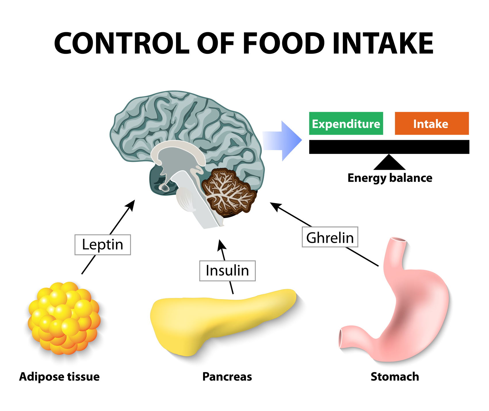 Blog Image: Leptin and Ghrelin: What They Are and How They Impact Health and Weight Blog Image: Leptin and Ghrelin: What They Are and How They Impact Health and Weight