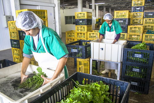 Blog Image: Packaged Salads Are a Convenient Processed Food 