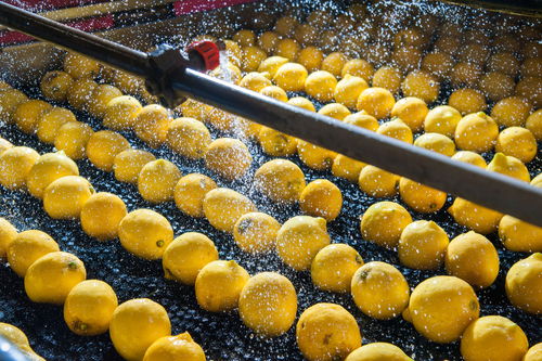 Blog Image: Fresh Produce Is Usually Processed to Some Degree Blog Image: Fresh Produce Is Usually Processed to Some Degree