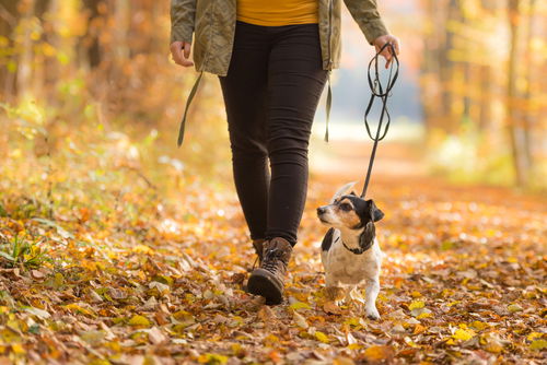 Blog Image: Walk Your Dog to Control Boredom Food Cravings Blog Image: Walk Your Dog to Control Boredom Food Cravings
