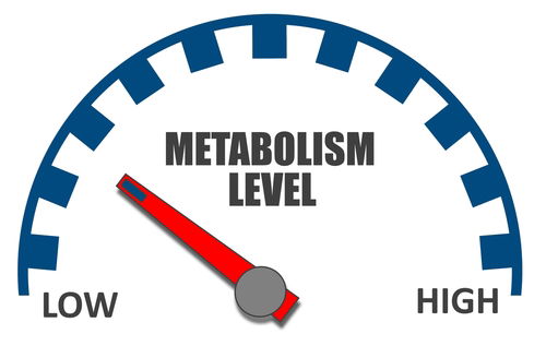 Blog Image: Fad Diets Slow Your Metabolism Causing Weight Regain Blog Image: Fad Diets Slow Your Metabolism Causing Weight Regain