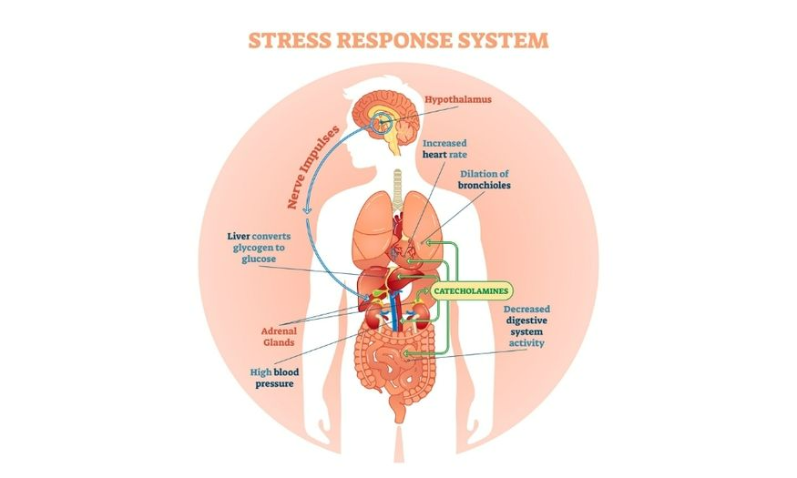 Blog Image: 5 Tips for Identifying and Managing Holiday Stressors