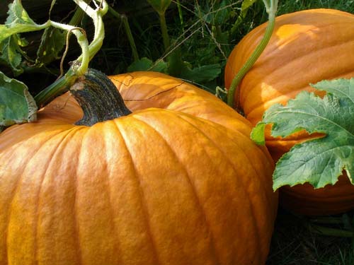Blog Image: Grow Huge Jack-O-Lanterns for the Best Pumpkin Carving Experience 